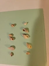 Lot Of 10 Hand Picked Nassarius Trivittatus Shells