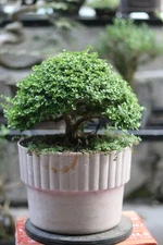 Real Picture Bonsai Premna Microphylla | Bonsai Tree Small | Bonsai 42