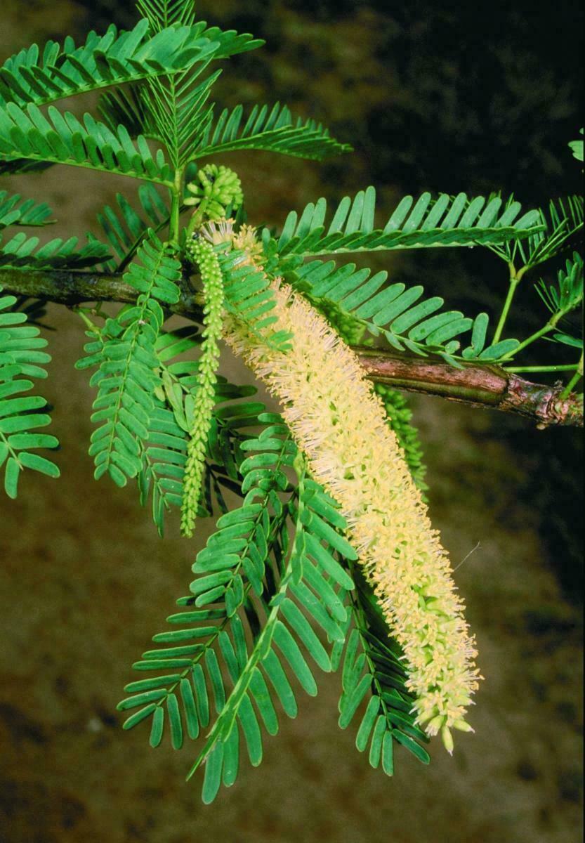 Madeira Prosopis Juliflora madeira-prosopis-juliflora