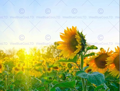SONNENBLUMEN FELD GELB GRÜN FOTO KUNSTDRUCK POSTER BILD BMP588B