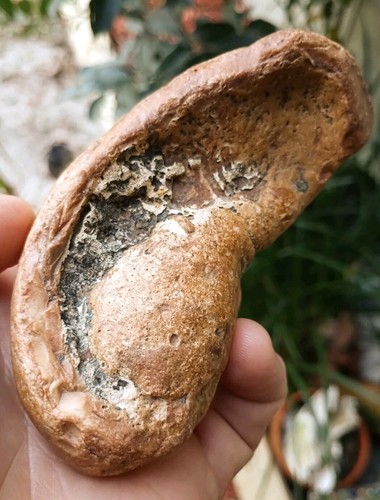 Large Extinct Baleen Whale Inner Ear Bone Fossils -Not Modern- Solid 10.8oz BIG - Picture 2 of 8