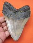 New ListingMegalodon Shark Tooth - Real Fossil - 4.51” - Shark Teeth Meg - No Repairs