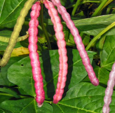 crowder beans
