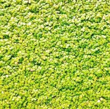 1,000 DUCKWEED indoor grown BUY 2 GET 1 FREE - Freshwater Aquatic Live Plants