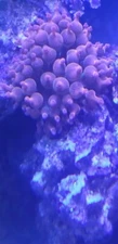 Live bubble tip anemone coral 3in minimum