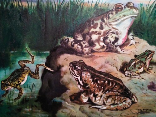 Gemälde "FRÖSCHE", ÖL AUF LEINWAND von Mississippi Künstler Guy Foster 16"x20" - Bild 7 von 12