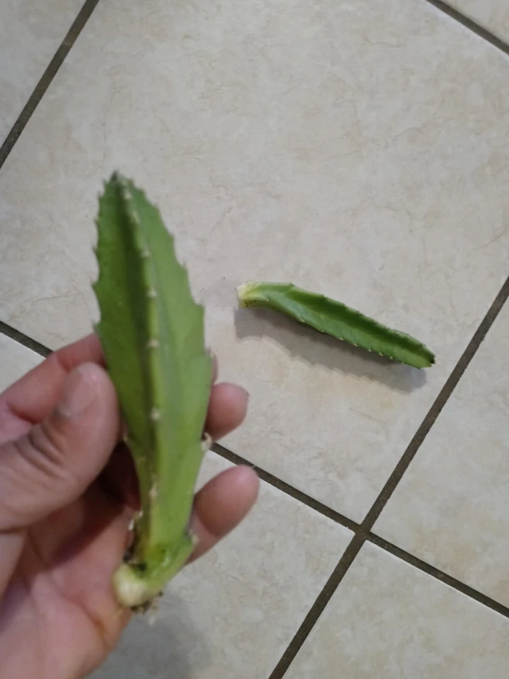 2 Carrion Plants Stapelia Gigantea Hairy Starfish Cutting 5" + - Image 2 of 4