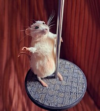 Mouse Taxidermy Pole Dancing Real Stuffed animal taxidermy Gift Goth Alt Decor
