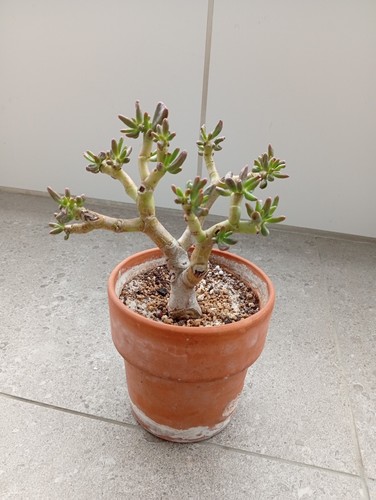 BONSAI Crassula ovata Gollum "Oreja de Shrek" Prebonsai - Bild 1 von 6