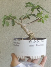 Lantana Pinkberry Blend Pre Bonsai Dwarf Shohin Nice Movement Trunk Flowers