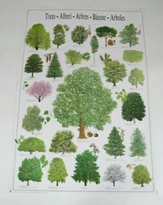 art print poster lithograph Tree Arborists Species types Educational School 