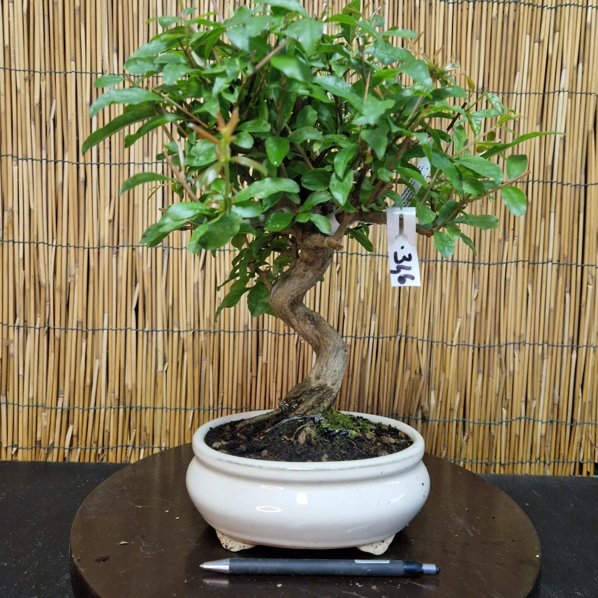 bogenhanf nach draussen Sansevieria fernwood mikado (Bogenhanf) (XS) kaufen