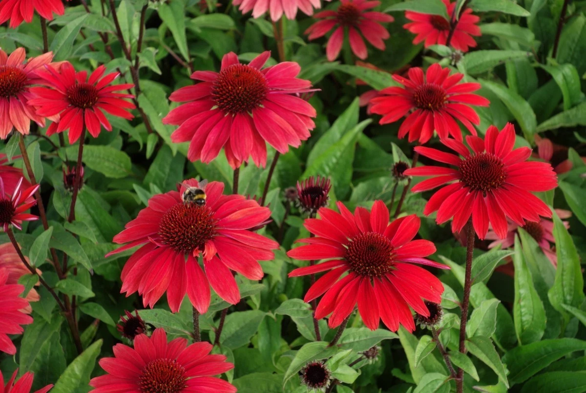 100 Semillas De Echinacea Roja - Flores Fáciles De Cultivar, Para Jardín O Maceta