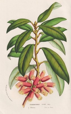Rhododendron Keysii Bhutan India Botany Flowers Botanik Botanical Houtte Litho
