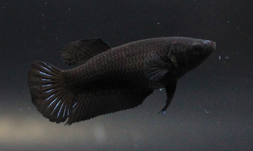 Live Betta Fish Pet Fancy Super Black Female Girl Quality Thailand Plakad Breed