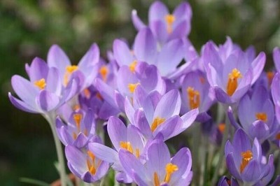 Bot. Krokusse ''Barr´s Purple'' Elfenkrokus Gr. 5/7 (100/200/500/1000/5000 Stück)