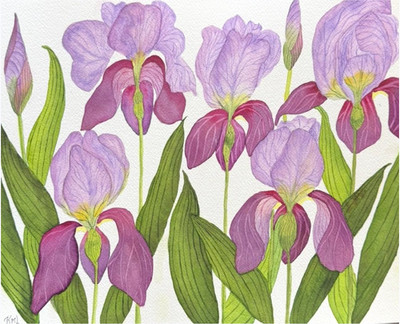 PAINTING WATERCOLOR ORIGINAL ART IRIS FLOWERS PURPLE LAVENDER 11X14 MAT 16X20