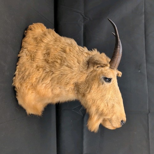 Vintage Mountain Goat Taxidermy Wall Mount Horn Man Cave Decor 