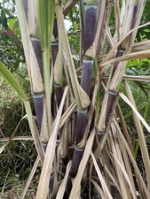 Organically Grown SUGAR Cane SW Florida, 3 Large Cuttings. 12 inches each