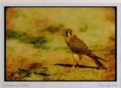 070064 Kestrel Hawk Confronting Queen Snake Limited Edition Watercolour Print