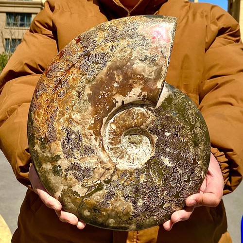 15.55LB Rare natural polished Natural conch fossil specimens of Madagascar