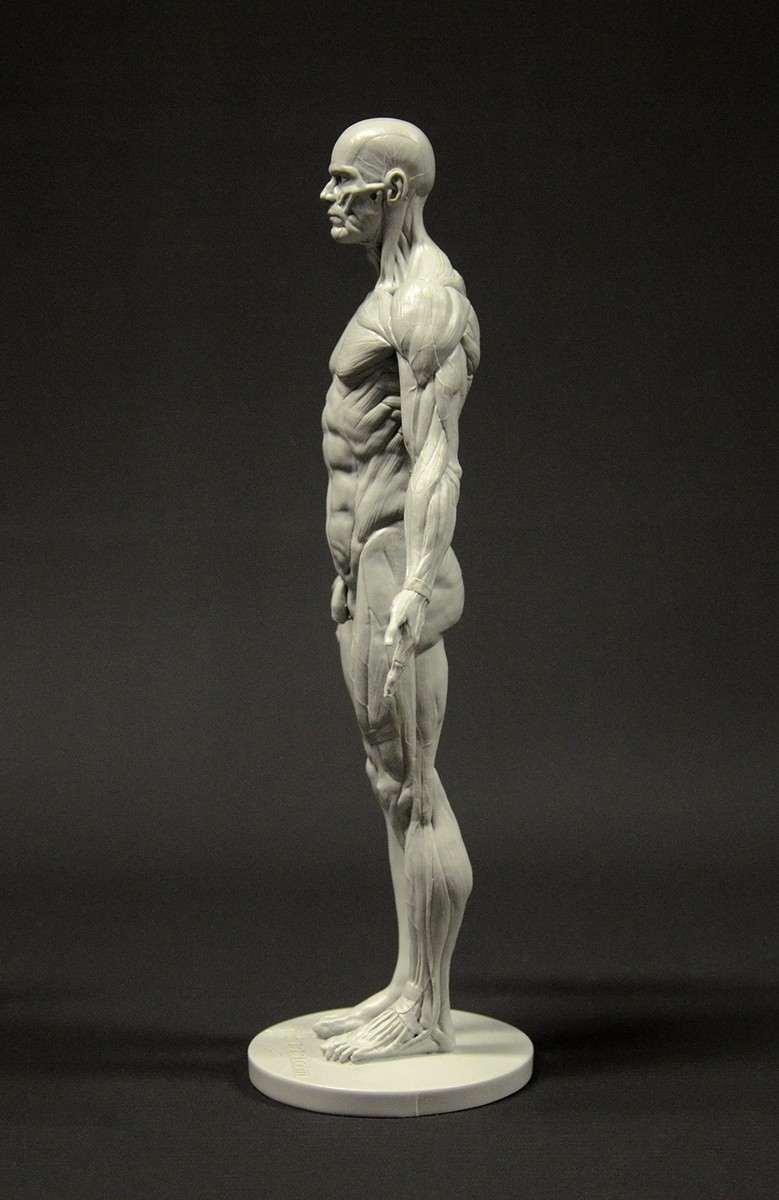 Male Anatomy Figure: 11-inch Anatomical Reference for Male Anatomy Figure: 11-inch Anatomical Reference for
