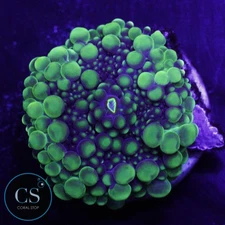 CS CS NEW RELEASE GREEN GODZILLA MUSHROOM - WYSIWYG LIVE CORAL