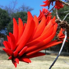 Erythrina lysistemon, Beautiful Lucky Bean Tree, Common Coral Tree - 10 Sementes