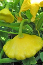 Yellow Bush Scallop Summer Squash Seeds, NON-GMO, Golden Custard, FREE SHIPPING