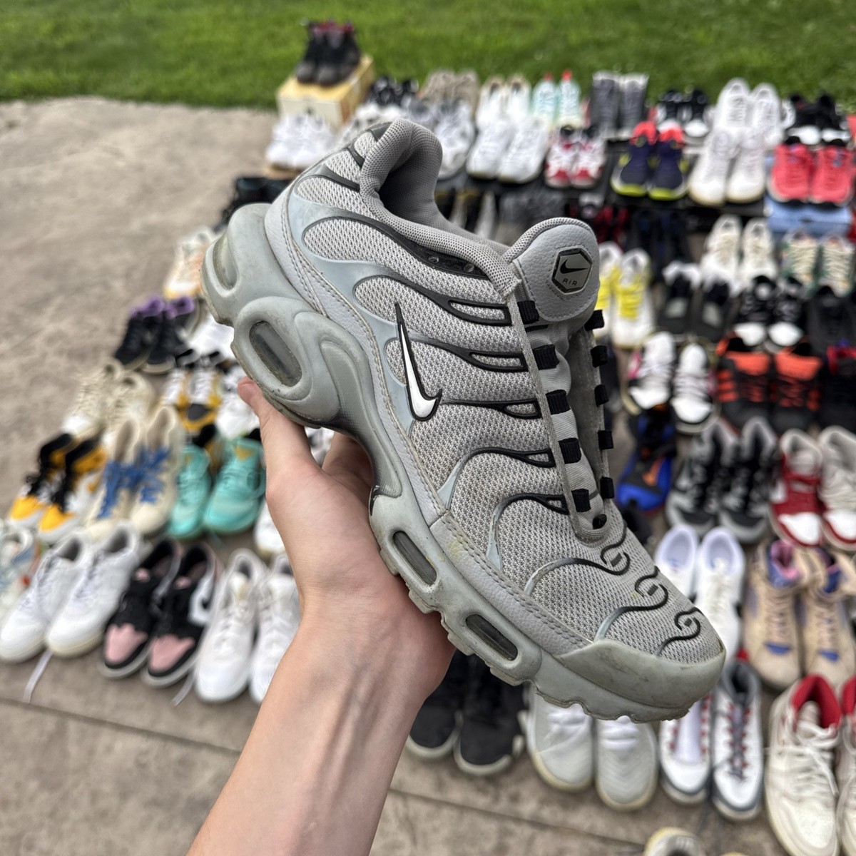 tn wolf grey