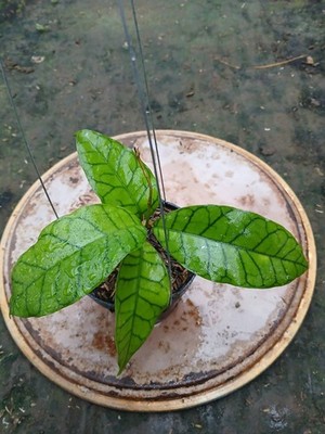 Real Picture Hoya Finlaysonii Sekadau Rare Plant