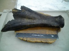 Large Bison Buffalo Scapula Bone Fossil Ice Age Partially Petrified Stream Find