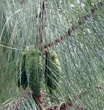 Pinus tecunumanii SEEDS - Highland pine | Tecun Uman pine