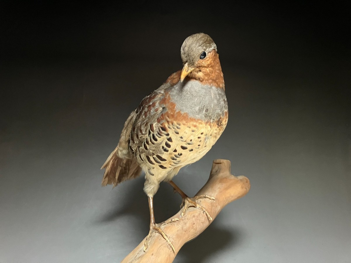 stuffed animals,Bird,Chinese bamboo partridge (Bambusicola