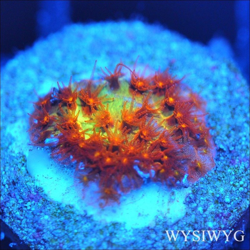 Corals of Eden ~ WYSIWYG Live Coral Frag ~ Burning Banana ~ LPS SPS Coral