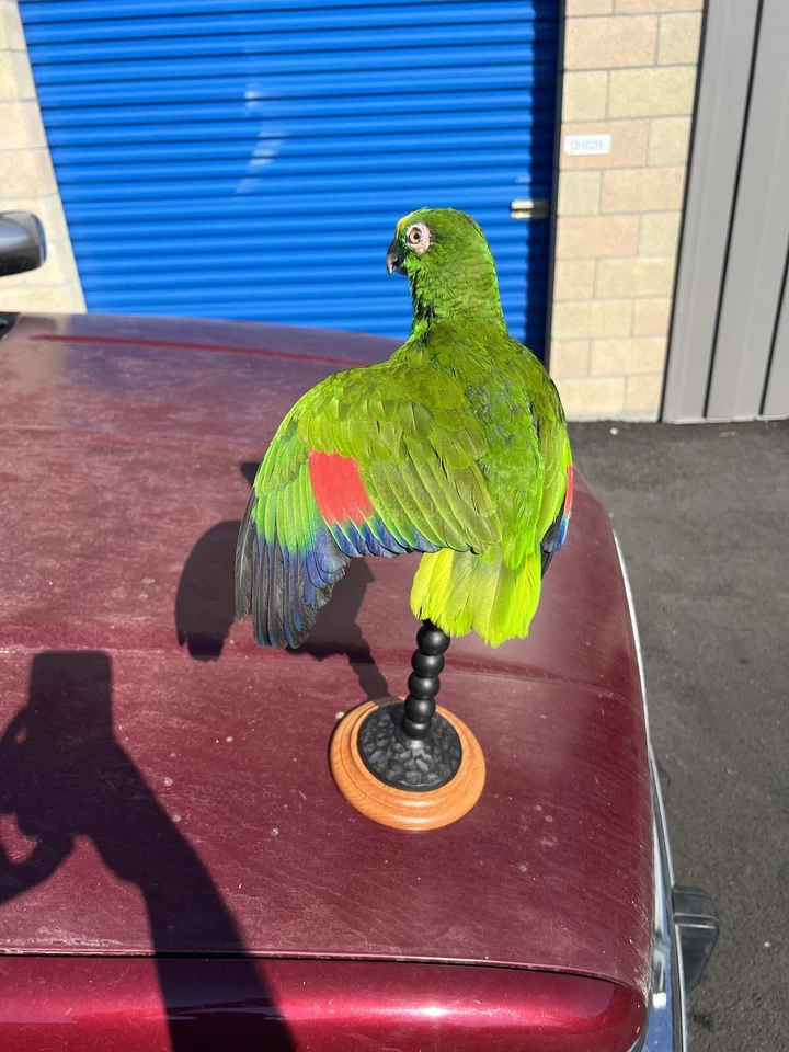 Montaje Taxidermia Loro Amazónico Coronado Amarillo Foto 4 de 4