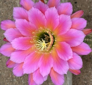 TRICHOCEREUS HÍBRIDO KA2017.112.07 Floración 18 cm