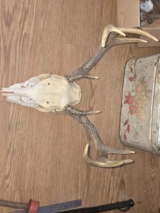  Kansas Whitetail WILD Deer Antlers Skull European Mount Cabin Mancave