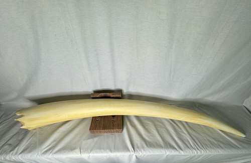 Pirates of the Caribbean, Dead Man's Chest, Tusk, Full Size, Resin - Picture 5 of 12