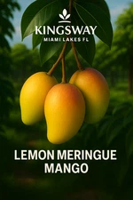 Rare Delicious LEMON MERINGUE 3 Gallon Grafted  Mango Tree 2 - 4 ft tall !