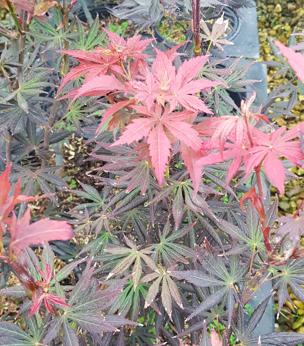 Érable du Japon Trompenburg haut de gamme en conteneur arbuste de collection au feuillage pourpre