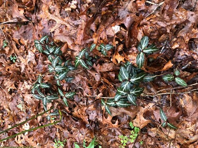 Striped Wintergreen (Chimaphila maculata) (5Ea) | eBay