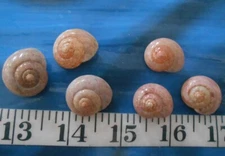 ~ Umbonium Shells ~ LARGE ~ Speckled ~ 10+ ~ Shellcraft ~ Sailor's Valentines ~