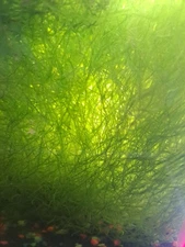 *BUY 2 GET 1 FREE* Java Moss Vesicularia Dubyana Easy Live Aquarium Plants ✅