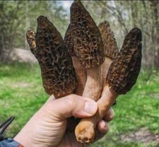 Morel Mushroom - Spawn - Garden Grow Kit - Covers 6' X 6' Area