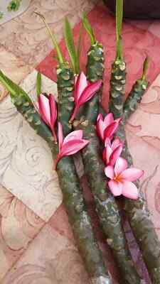 Plumeria Cutting (Cotton Candy) 17