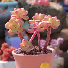 Echeveria Tango Live Succulent Plant Real Fully Rooted Home Garden 2" Pot