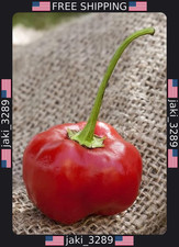 Heirloom Malawi Piquante Pepperdew Seeds - 50+ Premium Seed Packet