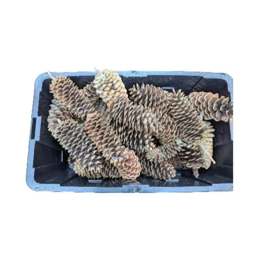 Conos de pino totalmente naturales o de azúcar de 10" a 11" arte y manualidades, vacaciones, decoración, corona Foto 2 de 4