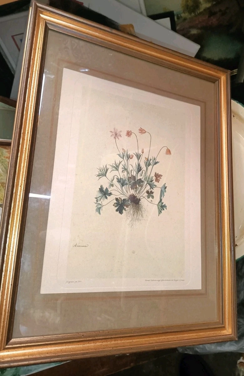 Gravure Ancienne Originale – Arbre Et Feuillage – Style Delacroix – Lithographie D'art